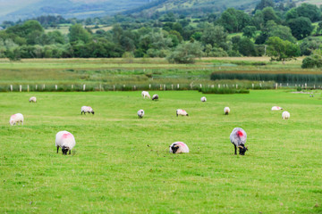 Fototapeta na wymiar Landscape with sheep in a meadow near the lake Glencar. County Leitrim. Ireland