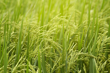 Close-up of riceplant