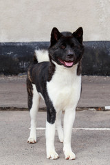 Dog breed American Akita