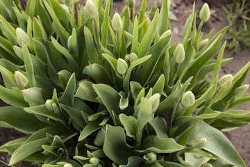 Close View Cluster of Closed Bud Tulips Green Stems/Leaves, Rich Ground, No Sky, No People, Daytime - Wooden Shoe Tulip Farm, Oregon