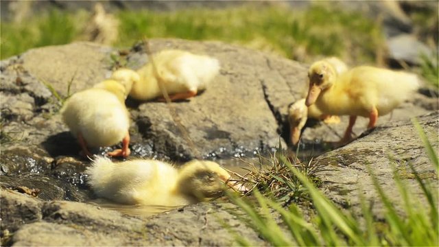 Small ducks are entertained on a sunny day by the creek on the rocks and in a small pond on the shore.