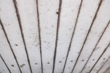 Old white door background