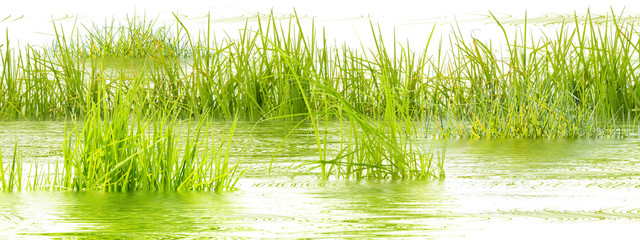 Fototapeta na wymiar flore aquatique, herbe des marais 