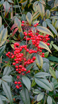 Guelder-rose fruits in the autumn garden