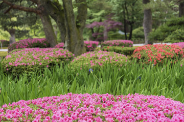 colorful flower in garden