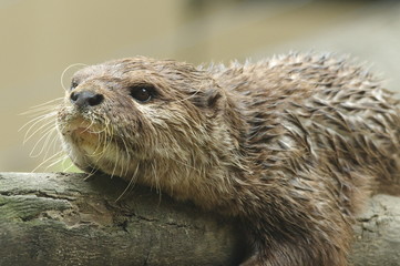 だらけるコツメカワウソ