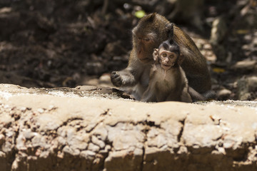 mom and baby monkey