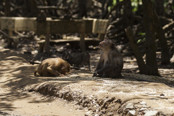 A monkey prays to an elder