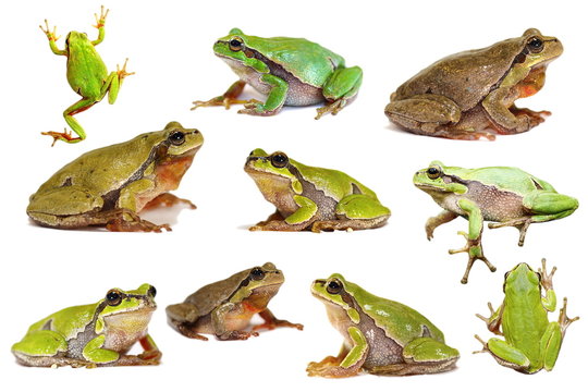 collection of isolated green tree frogs