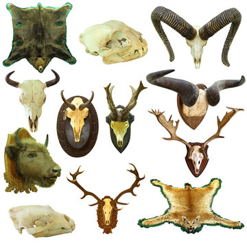 collection of isolated hunting trophies