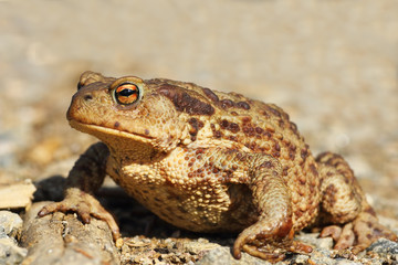 female common brown toad close up