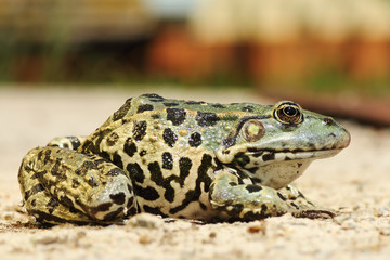 full length image of colorful marsh frog