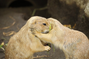 抱き合うオグロプレーリードッグ