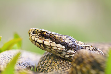 macro portrait of venomous viper