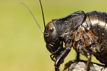 macro image of big bellied cricket