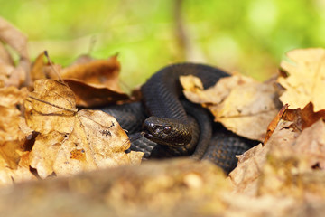nikolskii black viper hiding amongst leaves