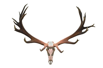monster deer hunting trophy