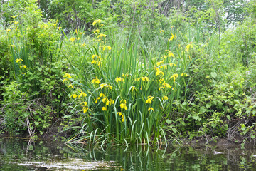 Flowers yellow iris pseudacorus or marsh in the wild