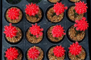 Gymnocalycium mihanovichii. Hobby gardening with many of sprout cactus in Nursery garden for sale make money
