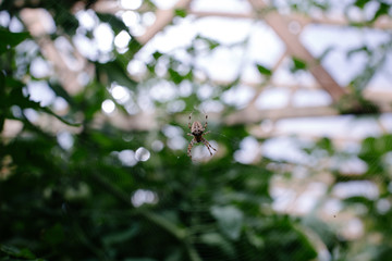 Wasp spider on the web, top view