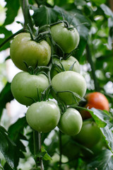 Tomato in a hothouse