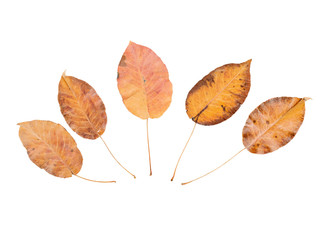 Variety of brown autumn leaves isolated on white