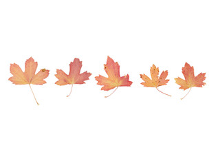 Variety of brown autumn leaves isolated on white