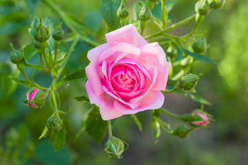Branch of the pink rose with flower and buds