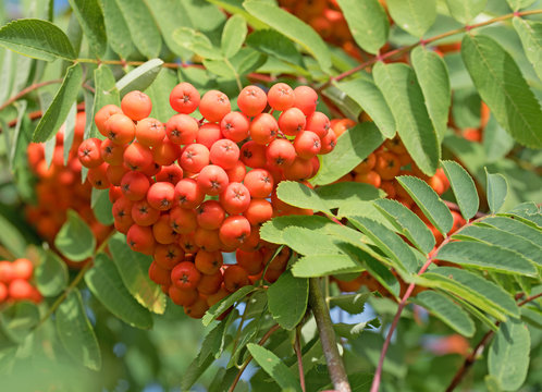 Vogelbeere, Eberesche, Vogelbeerbaum