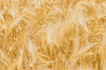 Background of the barley field