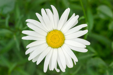 Obraz premium Flower of the oxeye daisy closeup
