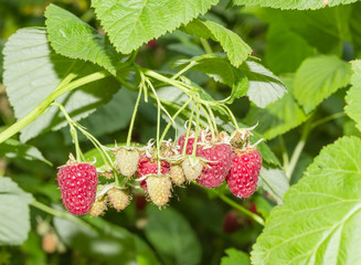 Raspberries branch with berries on the bush