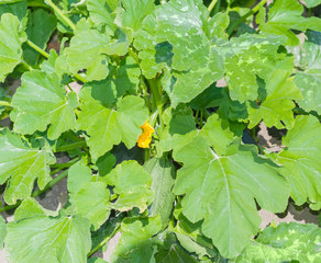 Background of the plant of the dark green zucchini
