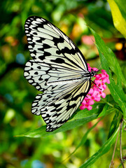 Paper Kite Butterfly