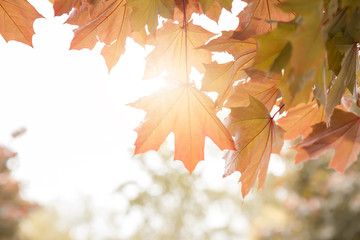 maple leaves on a twig in autumn