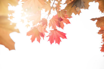 maple leaves on a twig in autumn