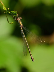 Kleinlibelle