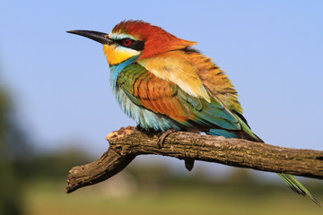 Colors on the feathers of a lovely bird