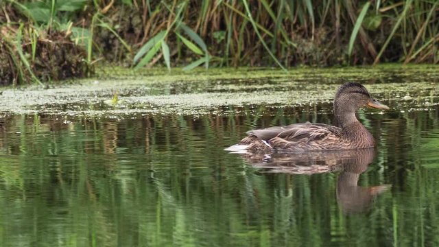 Mallard