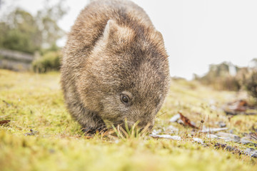 Large adorable wombat during the day looking for grass to eat in Cradle Mountain, Tasmania