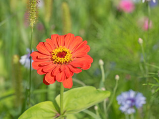 Zinnie, Zinnia, Blumenwiese