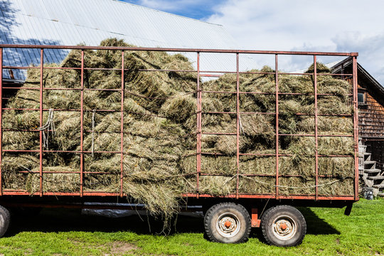 Dry Hay Stacks into a Transportation Truck