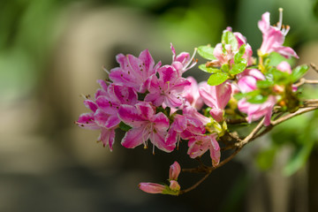 Blooming of Rhododendron.