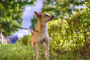 Naklejka na ściany i meble Portrait of a dog on a leash on the grass. 