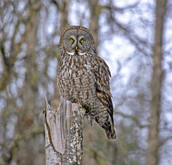 Great Gray Owl perched on tree stump, hunting.