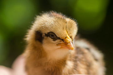 Close up Little chicken.