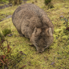 Large adorable wombat during the day looking for grass to eat in Cradle Mountain, Tasmania