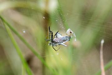 a spider is captive to its prey in its network