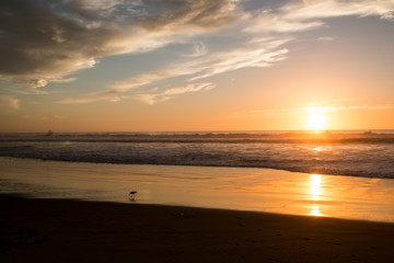 Fototapeta na wymiar Snipe in the ocean surf at sunset.
