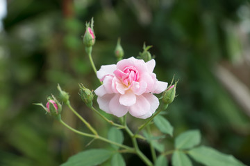The pink fairy rose flower.